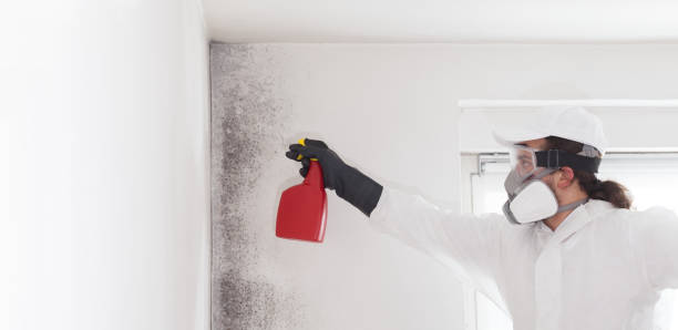 Best Fast Mold Removal  in Wormleysburg, PA