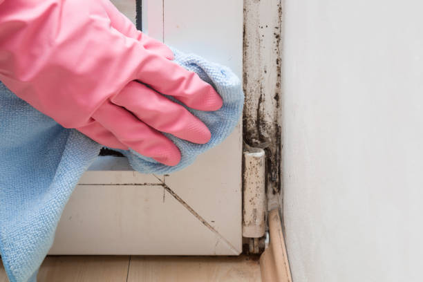 Best Same-Day Mold Removal  in Wormleysburg, PA