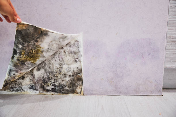 Best Toxic Mold Removal  in Wormleysburg, PA